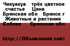 Чихуахуа , трёх цветное счастье. › Цена ­ 8 000 - Брянская обл., Брянск г. Животные и растения » Собаки   . Брянская обл.